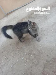  3 قط مكس / بلدي