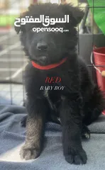  5 جراوي جيرمن شيبرد بلاك جاك  Black german shepherd dogs