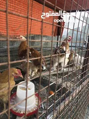  3 للبيع دجاج كوشن  العملاق
