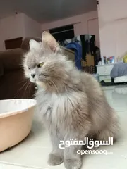  26 Persian cat