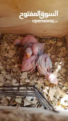  2 Green parrot for sale 2 weeks old