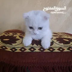  4 تواصل واتساب  " قطط هملايا وسكوتش فولد "