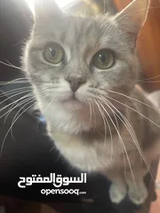  4 قطط انواع شيرازي وانجورا تركي بسعر طري