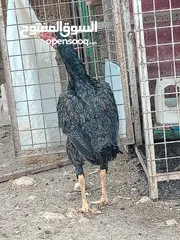  5 متاح بيض باكستاني خط اول..