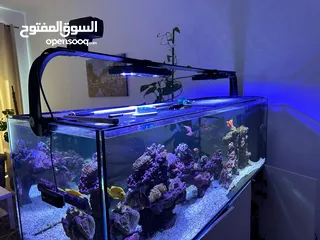  5 Aquarium with salt water (fish, coral and all appliances are included)