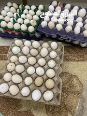  1 بيض دجاج عماني و فرنسي مخصب