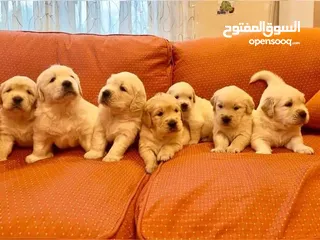  5 جولدن ريتريفر بريطاني آصلي  Golden retriever pure اعلى مستوى في الشرق الاوسط