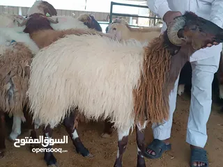  2 قصاب الكويت  زبح وتوصل جميع انواع الذبائح   خروف  عجل  بعير