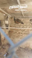  1 ذكر طاووس وجوز اناثي
