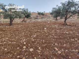  8 مزرعة لقطة مميزة مشجرة جرش دحل مساحة 3دونمات ونصف