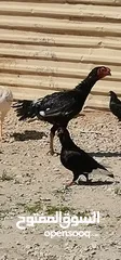  1 صوص باكستاني حر بزرة خشنة عمر شهر