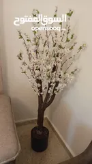  6 أشجار لوزيات أغصان طبيعي