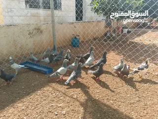  2 حمام للبيع قرقاطي