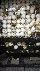  7 يتوفر بيض بلدي مخصب للتفقيس تتوفر كميات تصل إلى 800بيضه يوميا