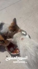  6 Kittens need home mom ran over by car -