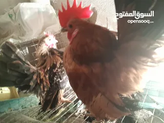  3 دجاج سيراما قزم اليف جدا