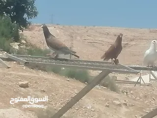  7 حمام للبيع