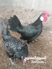  2 اقره لوصف مهم