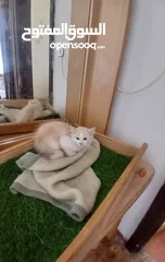  9 قطة انثى و ابنتها شينشيلا