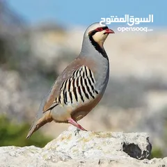  1 مطلوب طير شنار حجم كبير جامبو يكون. حصرا.