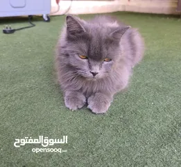  1 قطة شيرازية