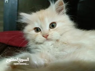  2 قطط ذكور عمر 3 اشهر واحد همالايا شوكليت بلو بوينت وواحد بريتش ريد عيون خضراء والاتنين شعر طويل ناعم