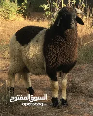  7 خروف وطني ربي يبارك