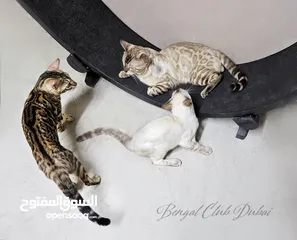  1 Pure Bengal Kittens