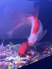  4 اسماك زينه وحوض سمك مع جميع ملحقاته