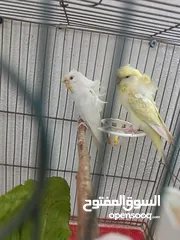  7 جوز هوغو رومو للبيع صحه ونظافه لجوز عين حمرا لذكر لون بسكوتي والانثى لون ابيض مع فرخ عمر شهر تقريبا