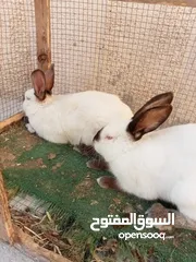  3 جوز ارانب كلفورني شغالات