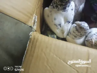  5 ثلا ازواج حمام مشكل مع فرخ و 3 بيضات السعر قابل للتفاوض