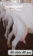  3 ماغز لاتينو جامبو وسيناني الاول في العالم للحليب