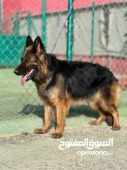  13 بــــــــسعر مغري سامويد وجيرمن