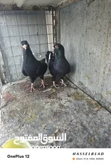  6 11 جوز مساويد، كشامره هومرات محيرات بواز مزهورات اسطنابله