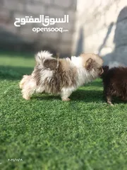  19 فرنش بولدوج و بومرينين  French Bulldog and  Pomeranian