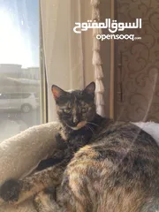  4 قطة للتبني cat for adoption