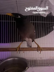  1 مينا اليفه جدا مناسبه الى الاطفال