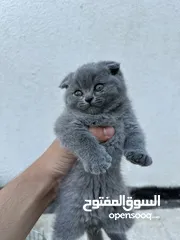  2 قطط سكوتش فولد بيور عمر شهر ونص