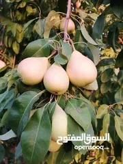  5 مشاتل السهل الأخضر الزراعيه