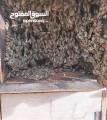  10 لبيع النحل البلدي مضمون 100