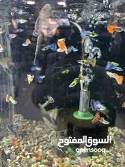  5 تشكيلة سمك مميزة وواسعة يوجد سعر على الكميات