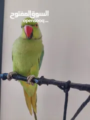  13 ببغاء درارة هندي ذكر كوكو عمر سنتين مطوق اليف جدا ما بعض نهائي لعوب بحب الاطفال