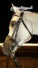  8 Arabic Horse