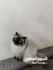  5 ذكر هملايا