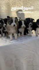  4 Border collie لاول مرة في الاردن