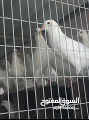  2 حمام فرنسي