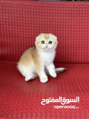  20 تشكيلة كبيره من قطط لسكوتش فولد  ( شاهد الاعلان كامل )