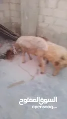  3 غنم نعجه ولدها عمر ست شهور خروف