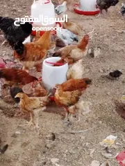  10 دجاج مهجن كوشن يصلح للتربية والذبح قريب الأنتاج
